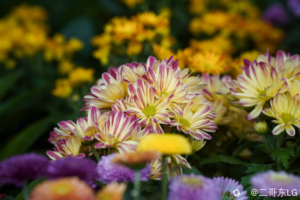 南方第三届花卉苗木交易会 (15).jpg