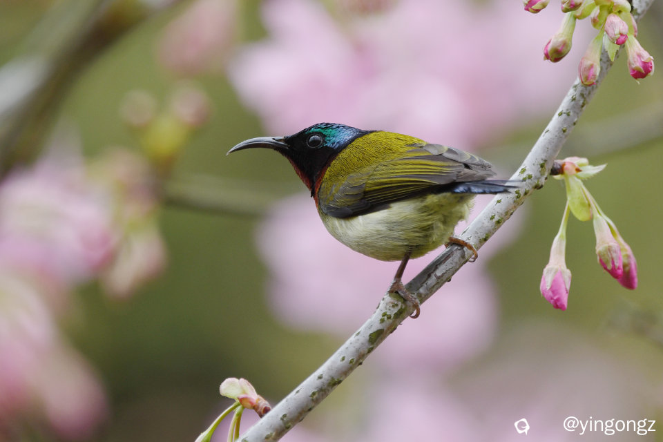 DSC_4469_副本.jpg
