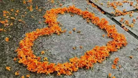 雨中桂花更妖艷：玉粒浮香馨，銀絲織影深