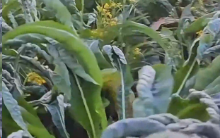 陕西女子远嫁广西，吃了广西的青菜后灵魂发问：“这里的青菜煮着吃，汤都带甜，是什么原因啊”