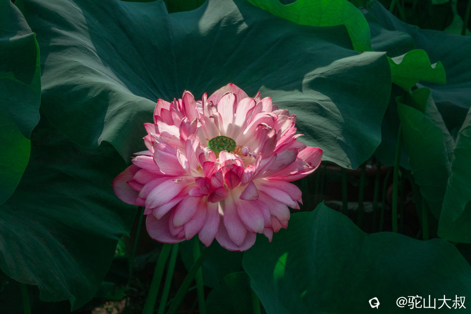 DSC04444-0 - 副本.jpg