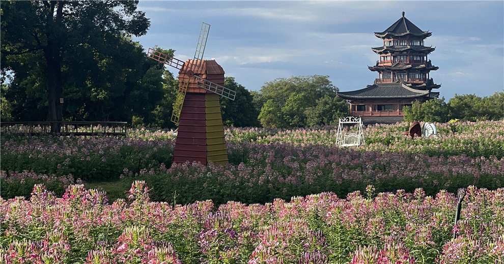 桂林园博园醉蝶花海花开正好