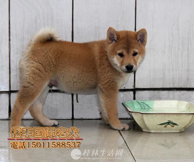 ���۴��ֲ�Ȯ ���ֲ�Ȯ�۸� ���ͻ�