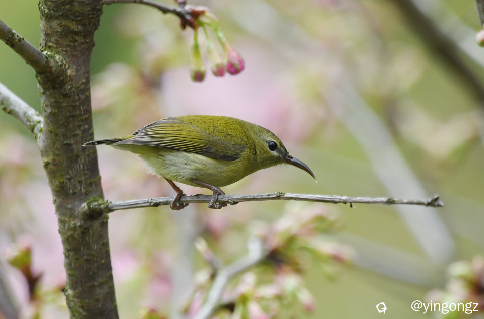 DSC_4462_副本.jpg