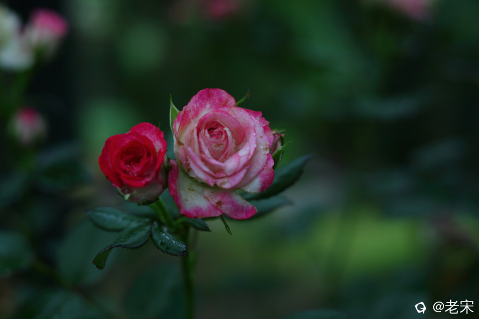 MR8A0045.JPG