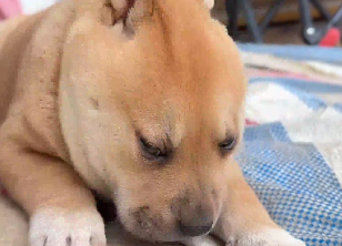 小狗狗睡觉被主人反复捏头情绪稳定 网友:一拉好年轻，一放好显老