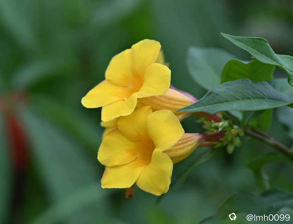 DSC_7799_副本.jpg