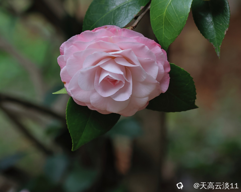 5D2A3264-DeNoiseAI-denoise.jpg