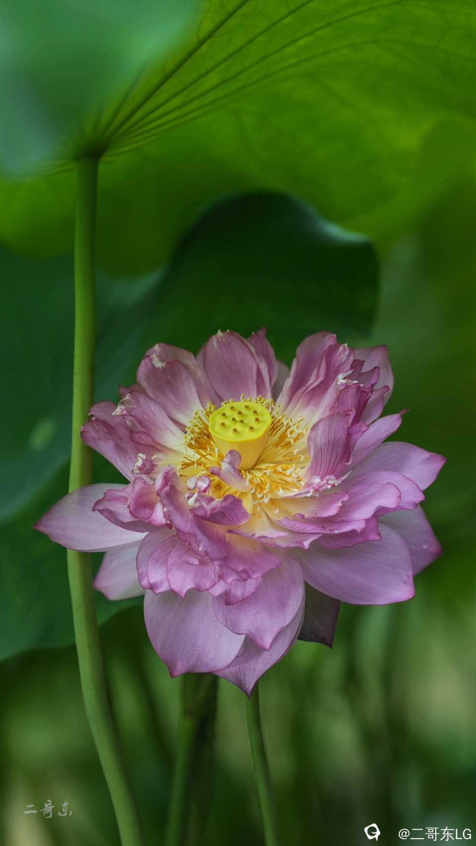 荷花 (15).jpg