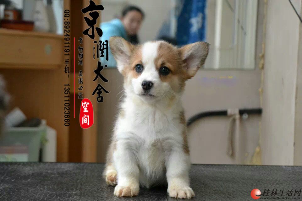 ������ɫ�»���Ȯ ˫ɫ�»�Ȯ�ļ۸�
