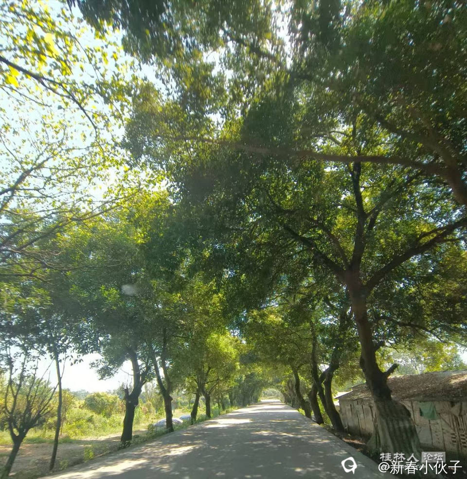 高大的树干伸出了友谊之手