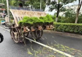 家人们谁懂啊～也是见到马路上插秧了 秧苗：不管了，水泥也是泥