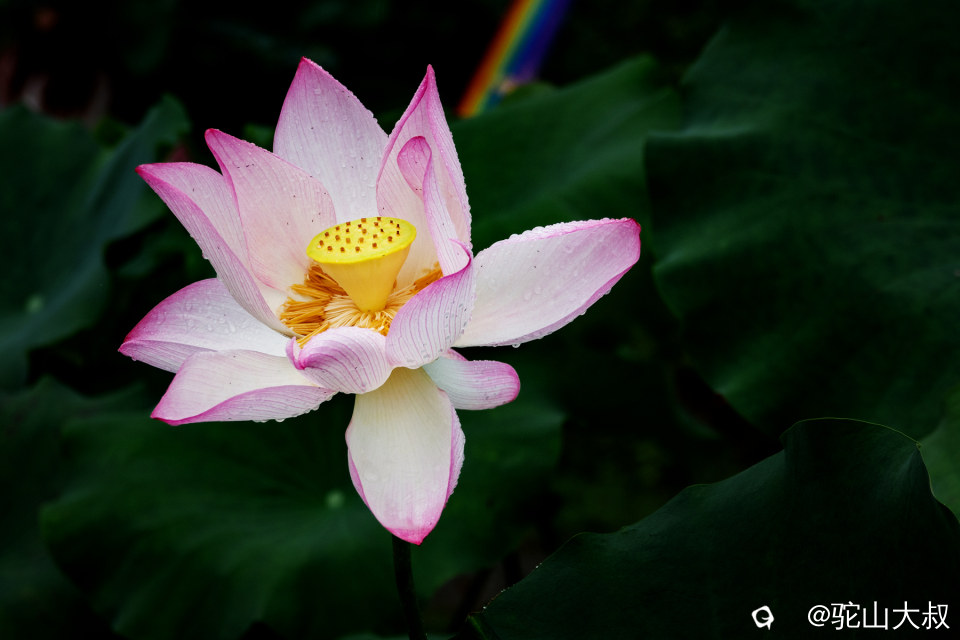 DSC03973-0.jpg