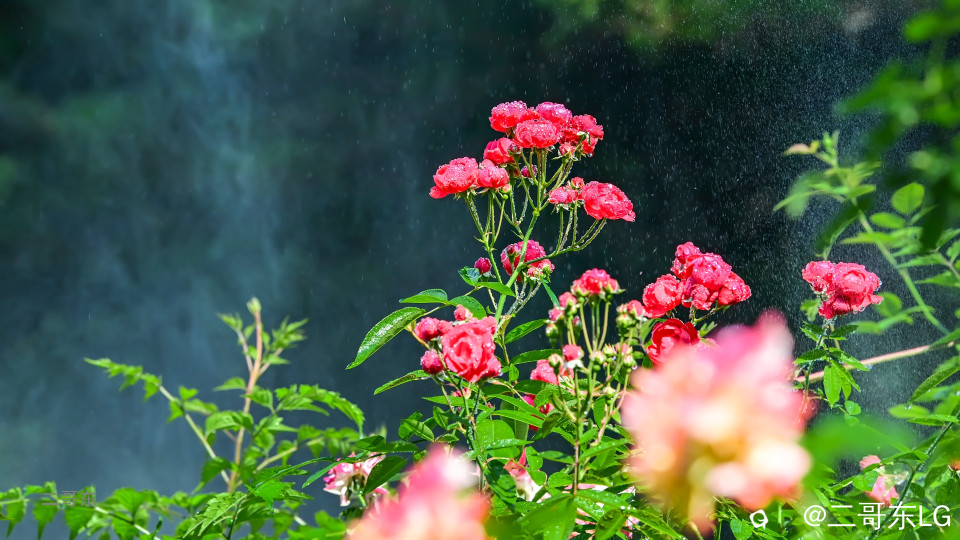 虞山月季花 (15).jpg