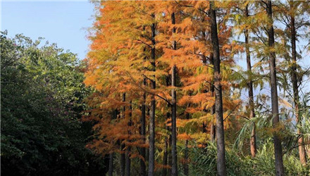 来桃花湖水杉树这打个卡