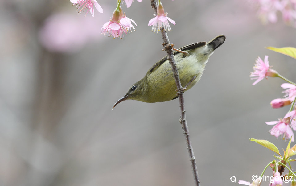 DSC_2823_副本.jpg