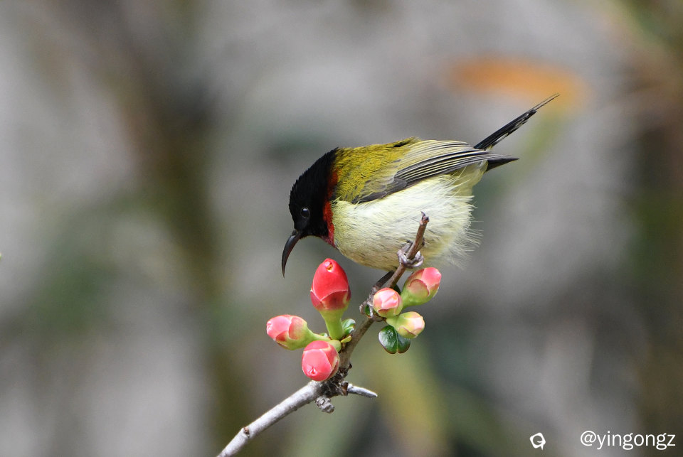 DSC_5232_副本.jpg