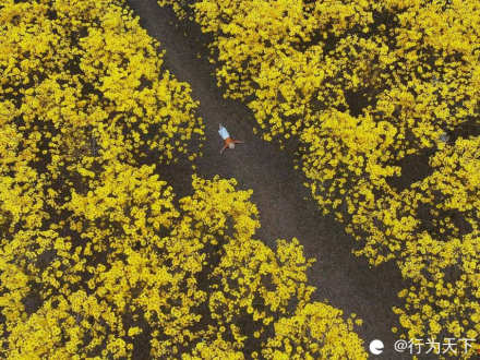 平乐山口村黄花风铃木