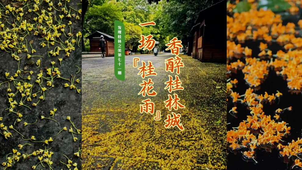 发现桂林之美第七十一期：一场“桂花雨”，香醉桂林城