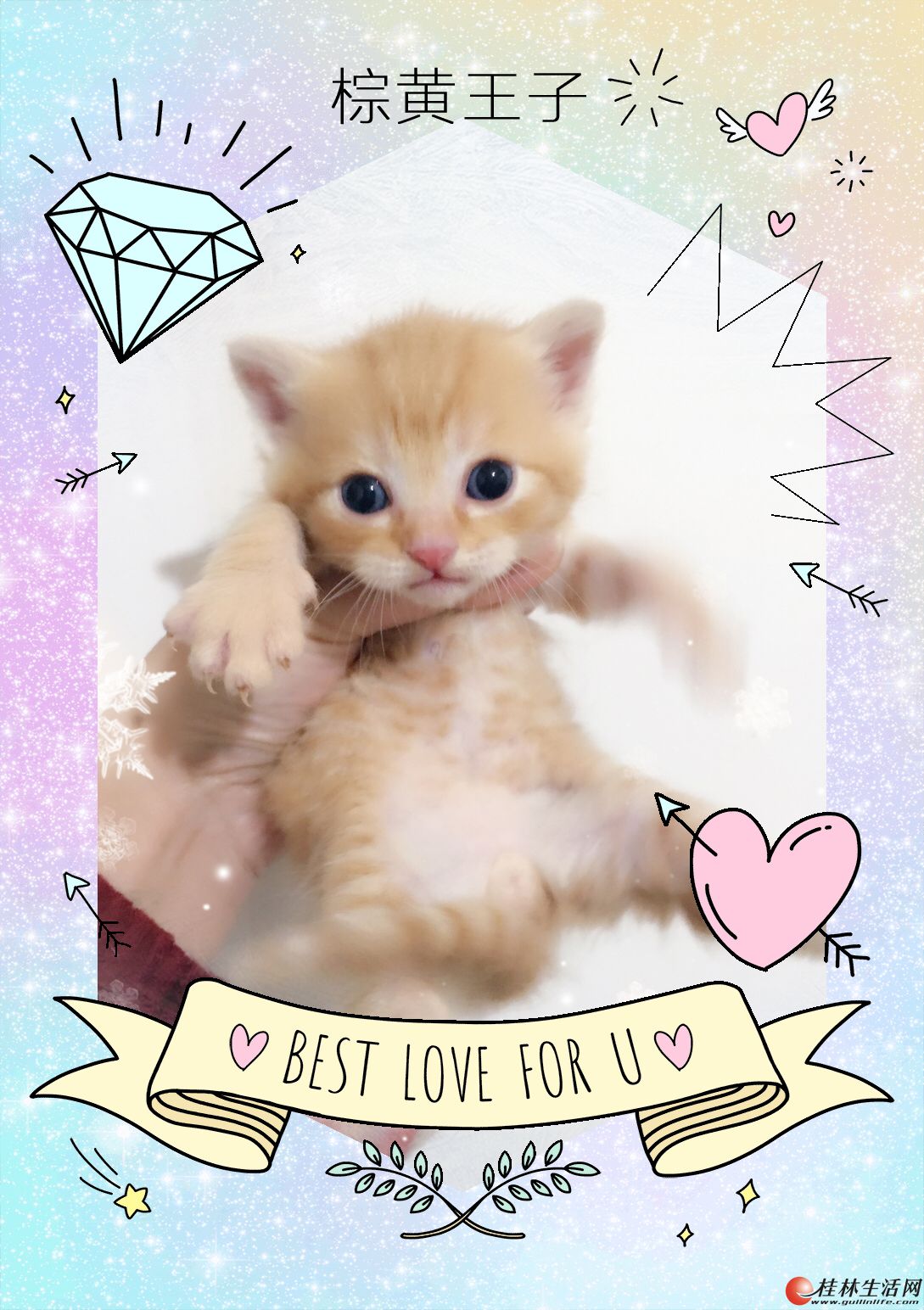 �ͼ�ȫ���ۼ���Ӣ����԰��������ܵ����ó���è ��èʥ����ȥ�¼�