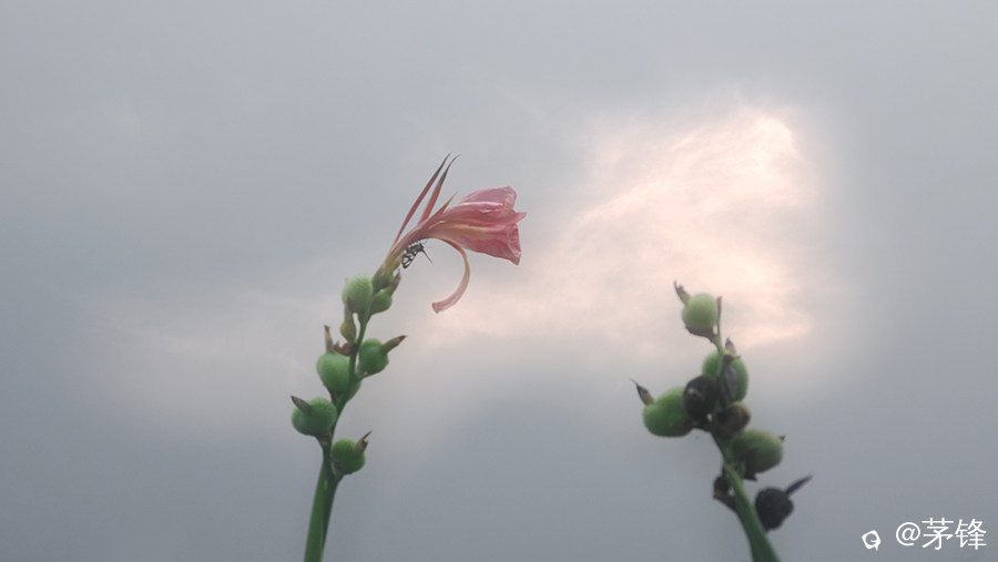 DSCF8895.jpg