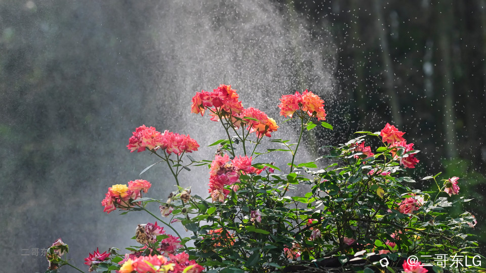 虞山月季花 (21).jpg