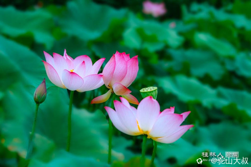 DSC08329-0 - 副本.jpg