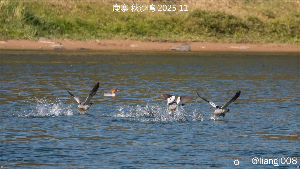 DSC09165_副本.jpg