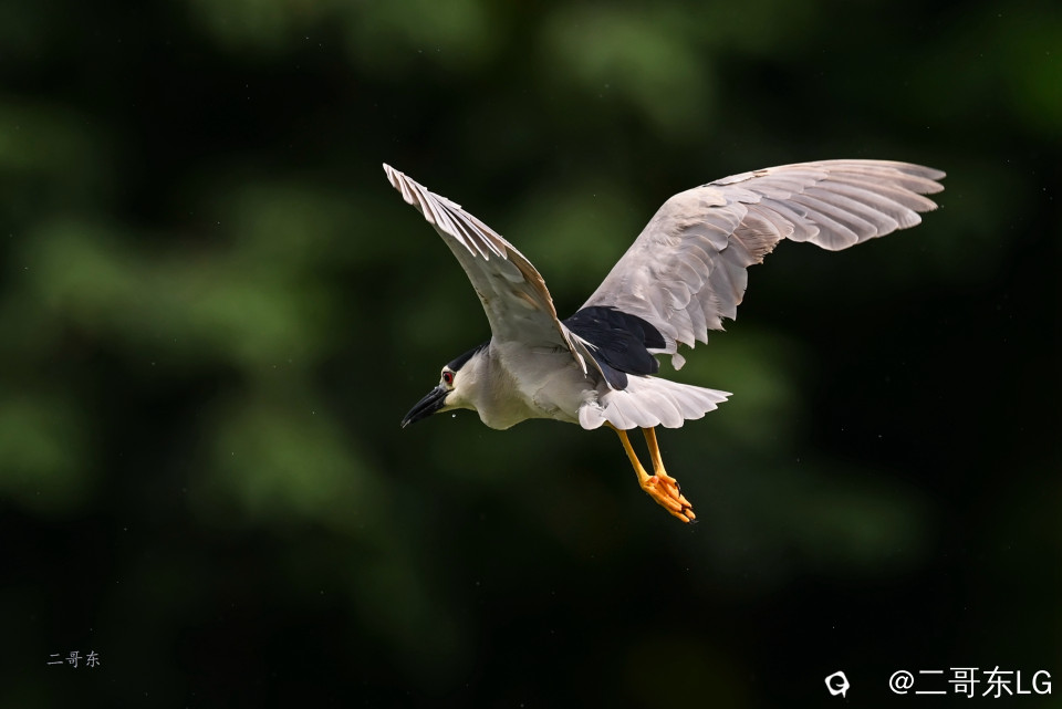 夜鹭起飞 (5).jpg