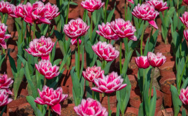 到訾洲公园赏花去