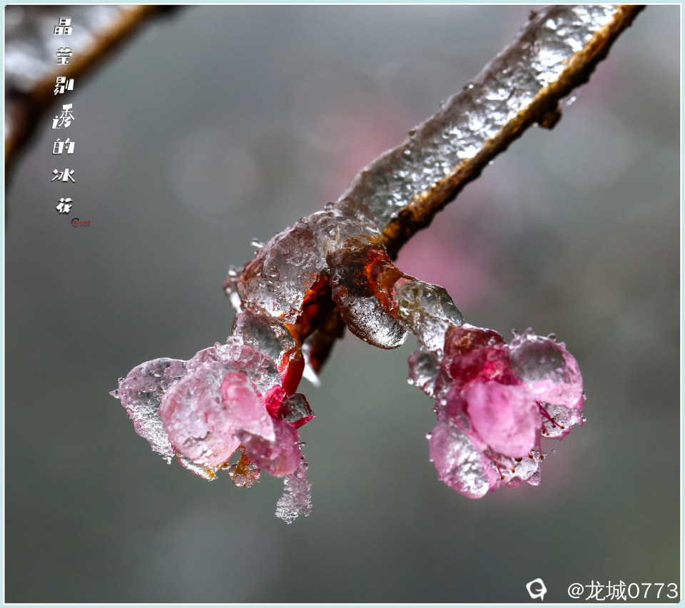 1X4A2595-pp.jpg