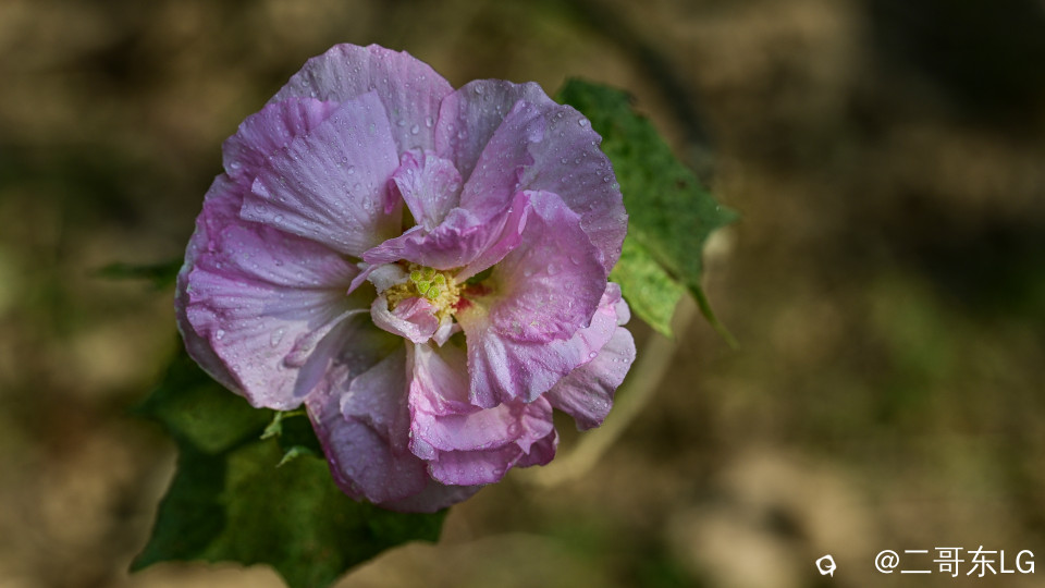 木芙蓉 (7).jpg