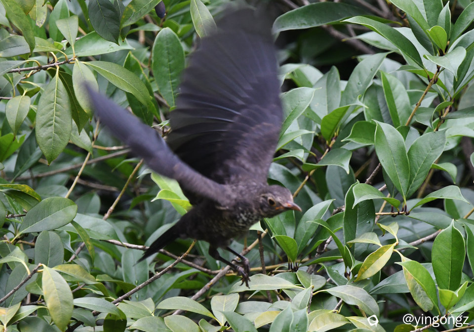 DSC_0319_副本.jpg