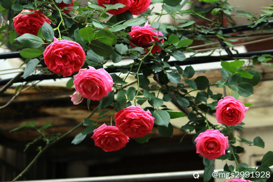 IMG_5142.JPG