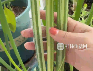 这是一场跨越种族的恋爱！女子将吊兰和葱挨着种，没想到长出&ldquo;神奇&rdquo;植物！网友：专家都还没研究出来的品种，给她种出来了
