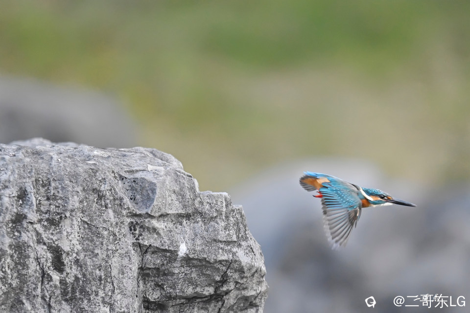 小翠起飞瞬间连拍 (12).jpg