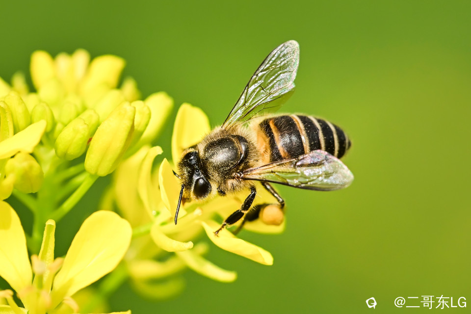 微距小蜜蜂 (7).jpg