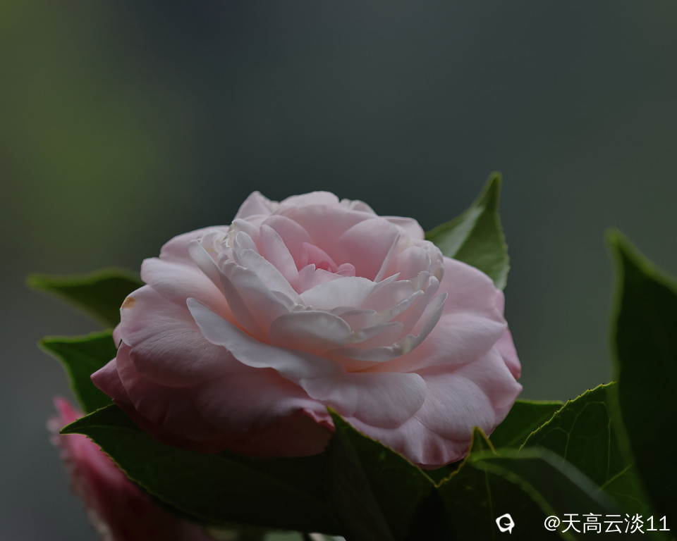 5D2A3243-DeNoiseAI-denoise.jpg