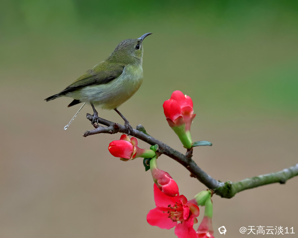 5D2A3905-DeNoiseAI-clear.jpg