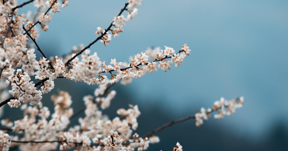 春日樱花（本地原生野樱花）