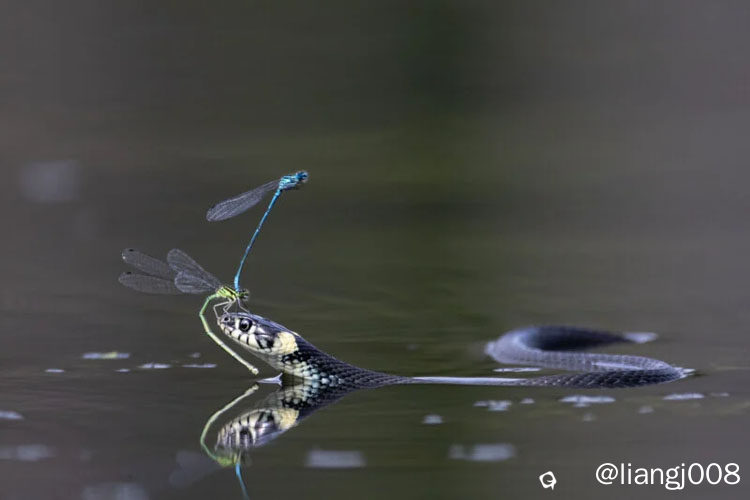 20260224_worldnaturephotographyawards_10.jpg