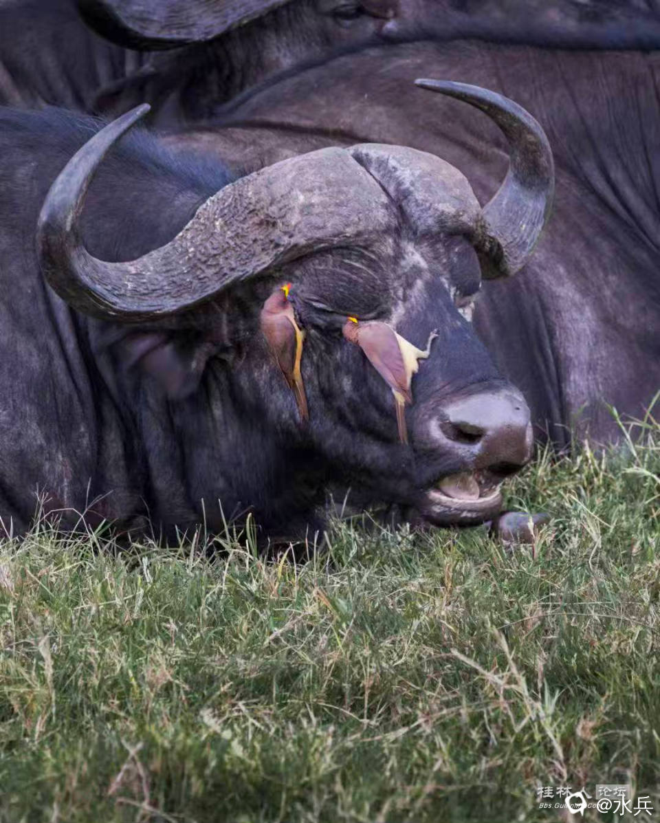 非州野牛133.jpg