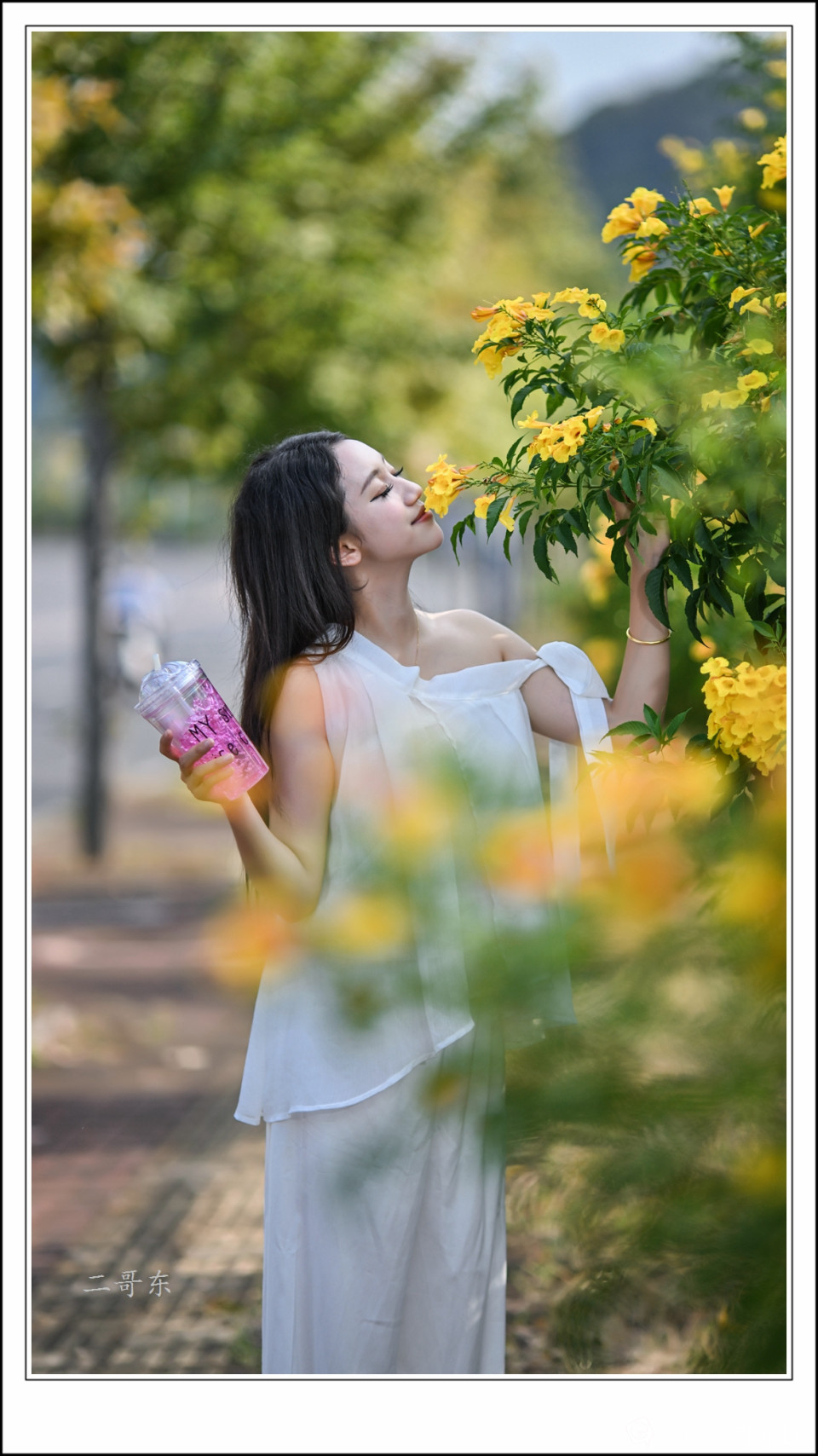 黄槐决明 (10).jpg