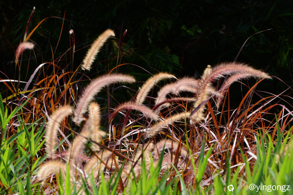 DSC_6016_副本.jpg