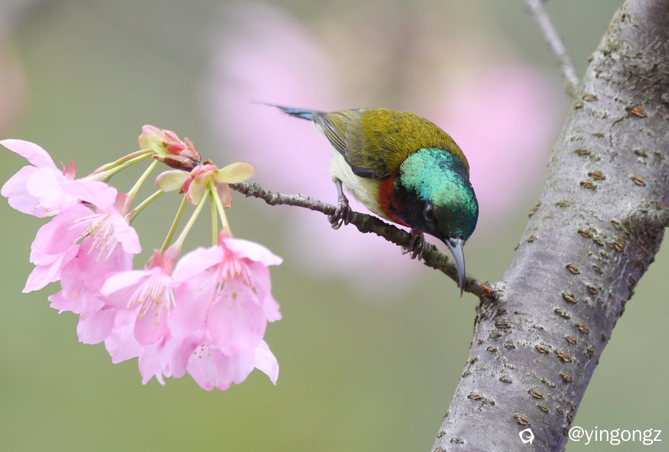 DSC_4618_副本.jpg