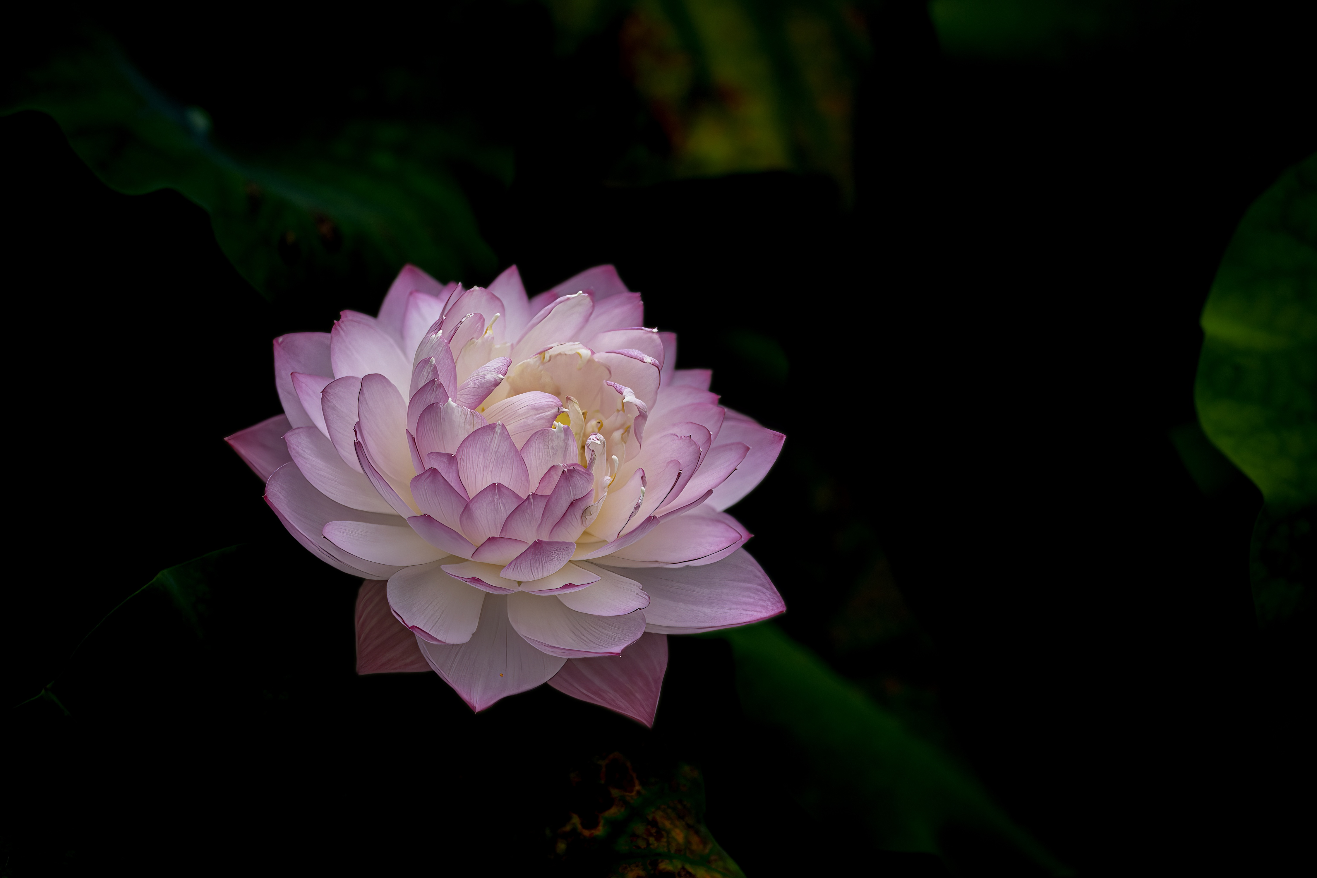 今日荷花和百日菊