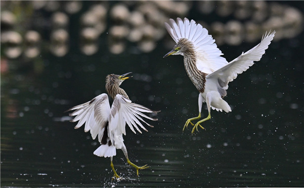 近期获中国&ldquo;鸟网&rdquo;高级精华的鸟片