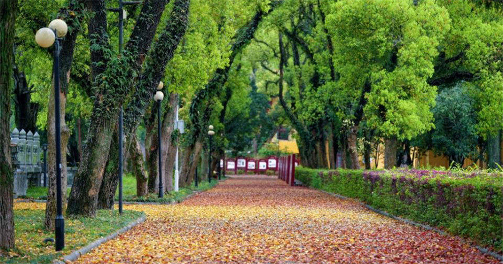 靖江王城香樟大道，赴一场文脉里的金色诗意