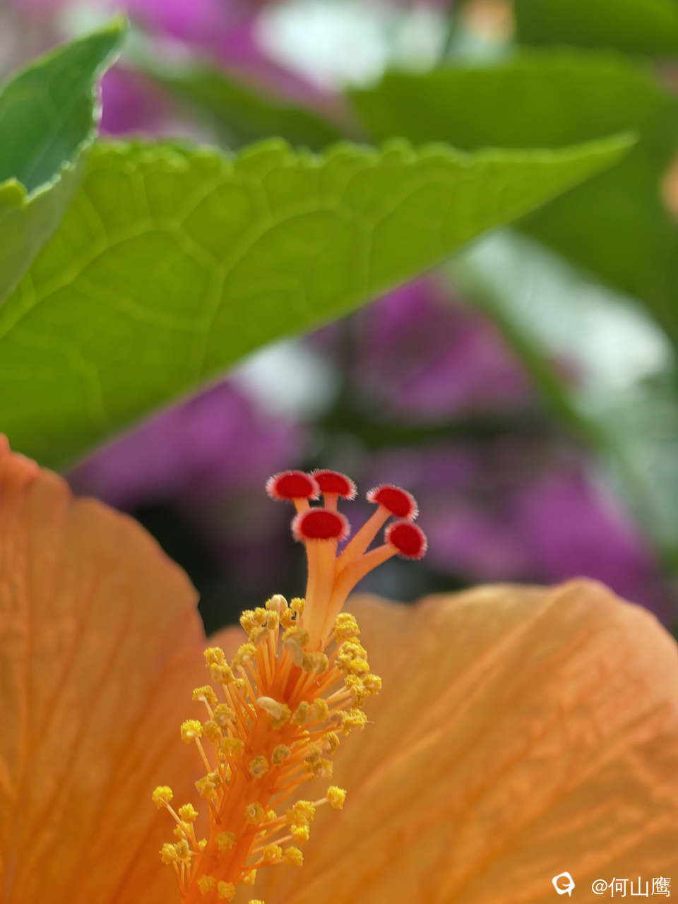 2fc74490-b197-08fe-97a1-89a12ed1b8d0.jpg