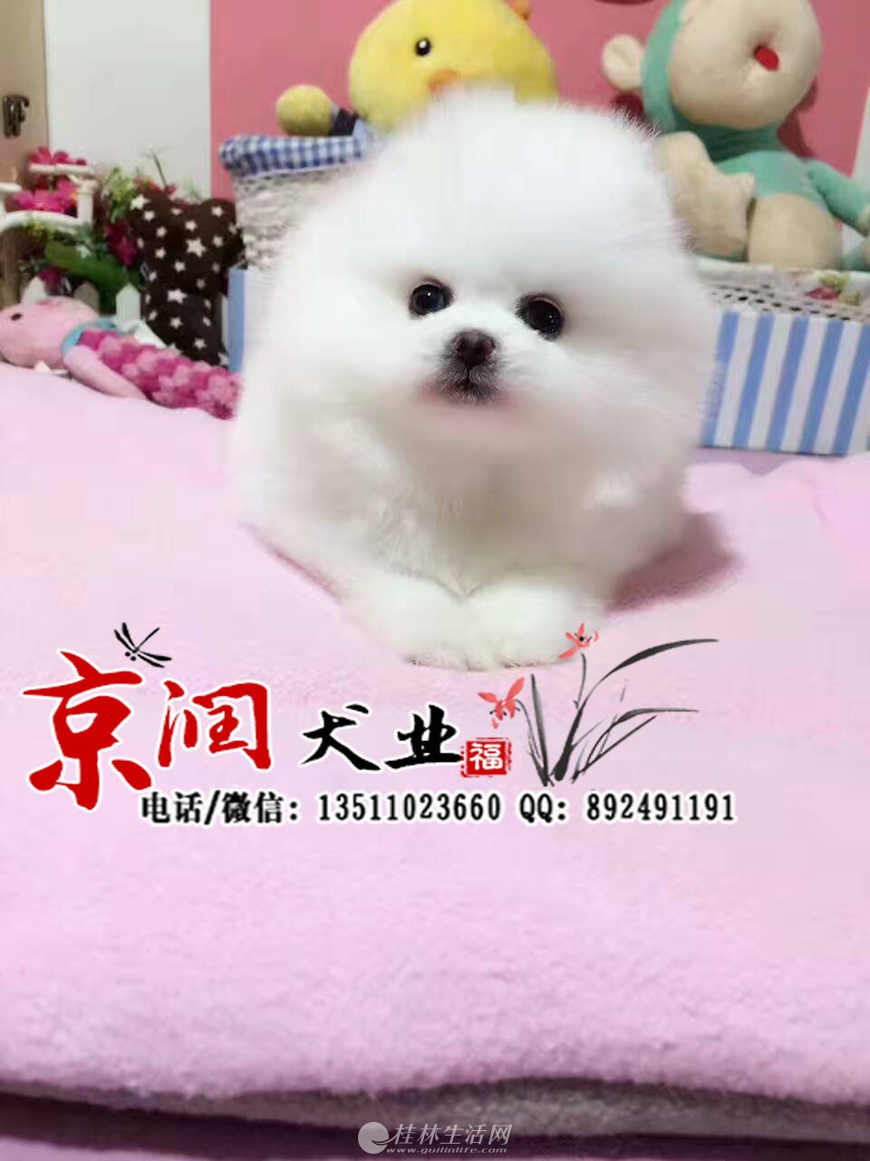 �������ֲ�������Ǯһֻ